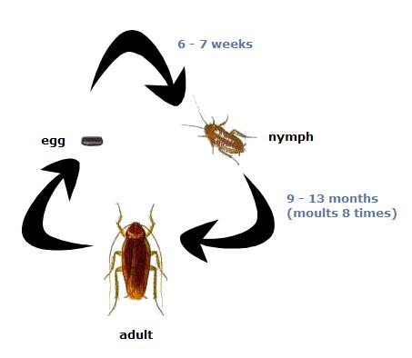 453x394 What Isthe Life Cycle Of A Cockroach (With Picture)