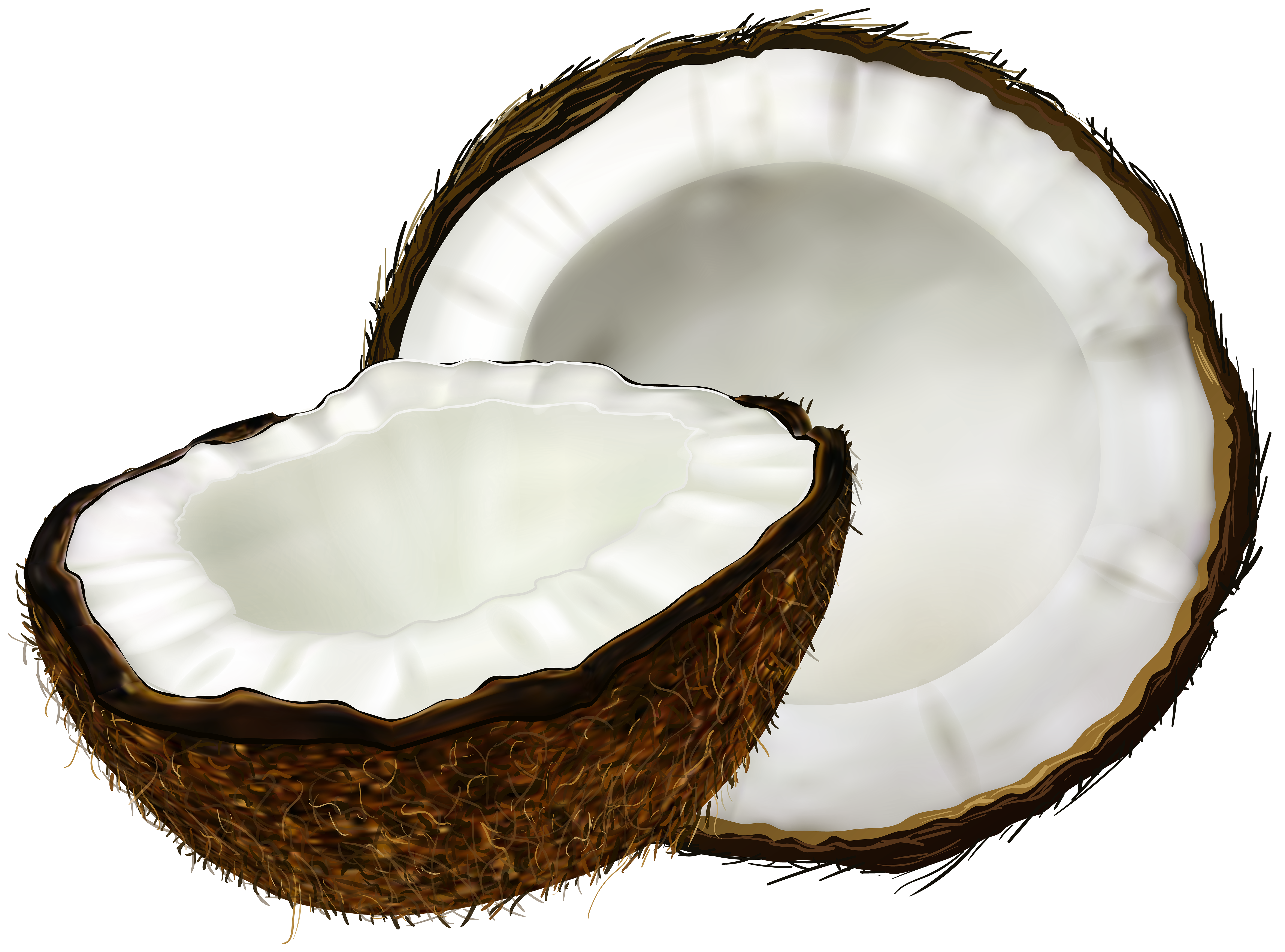 6000x4445 Coconut Transparent Clip Art Imageu200b Gallery Yopriceville