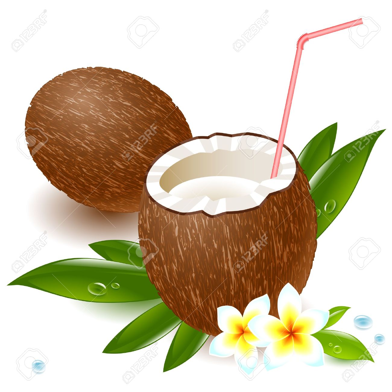 1300x1300 Coconut Clipart Coco