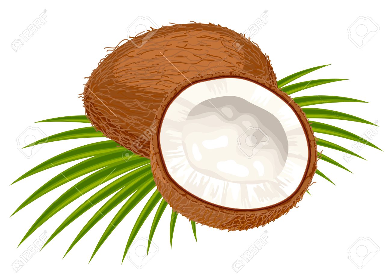 1300x911 Coconut Clipart Coconut Leaves