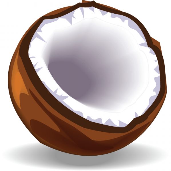 598x600 Cute Clipart Coconut
