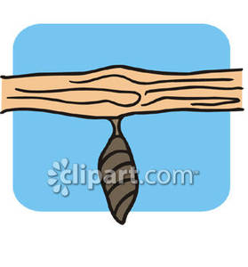 279x300 Cocoon On A Branch