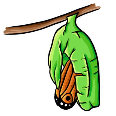 Cocoon Clipart | Free download on ClipArtMag