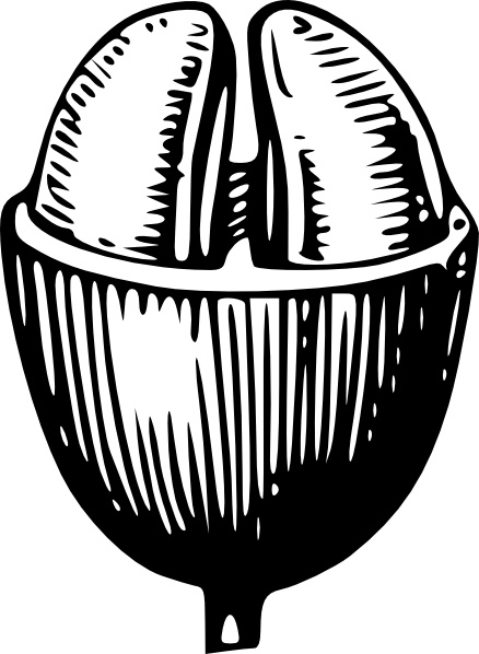 438x598 Coffee Bean Clip Art Free Vector In Open Office Drawing Svg ( Svg