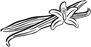 310x160 Best Of Coffee Bean Clip Art