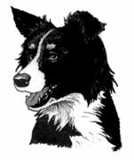 151x180 Border Collie Clipart Face