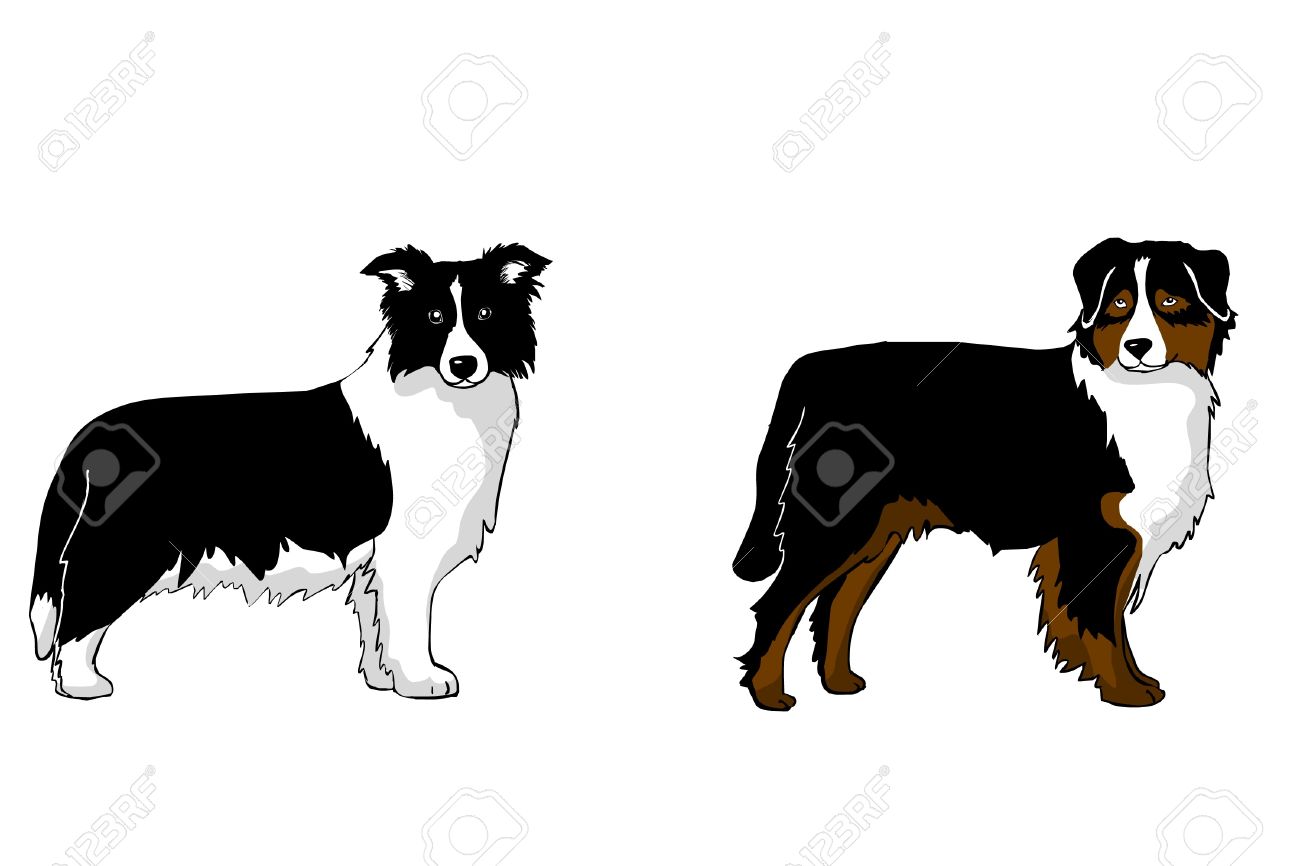 1300x866 Border Collie Clipart Free