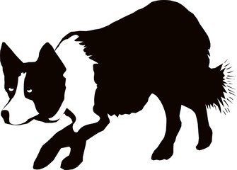 335x240 Border Collie Clipart Head