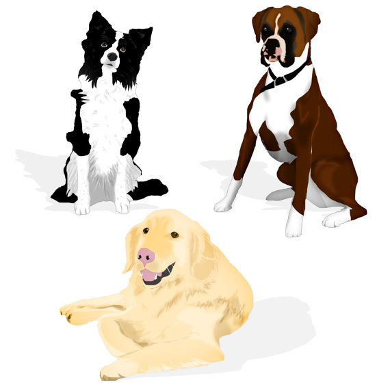 570x570 Border Collie Clipart Collie Dog