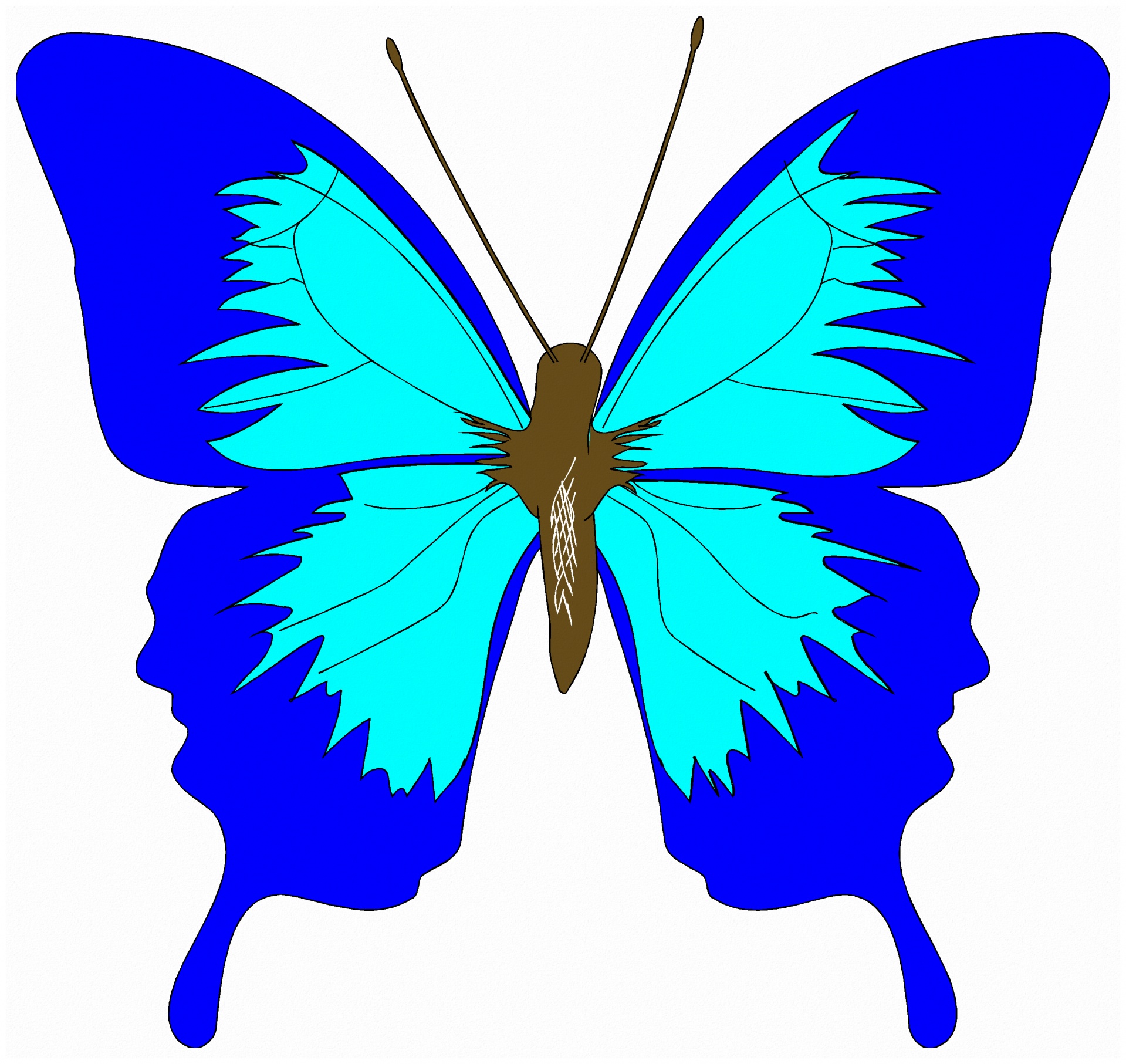 1919x1813 A Colorful Butterfly Free Stock Photo