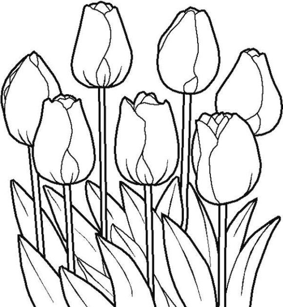 580x630 Tulip Coloring Pages Printable Tulip Flower Coloring Page