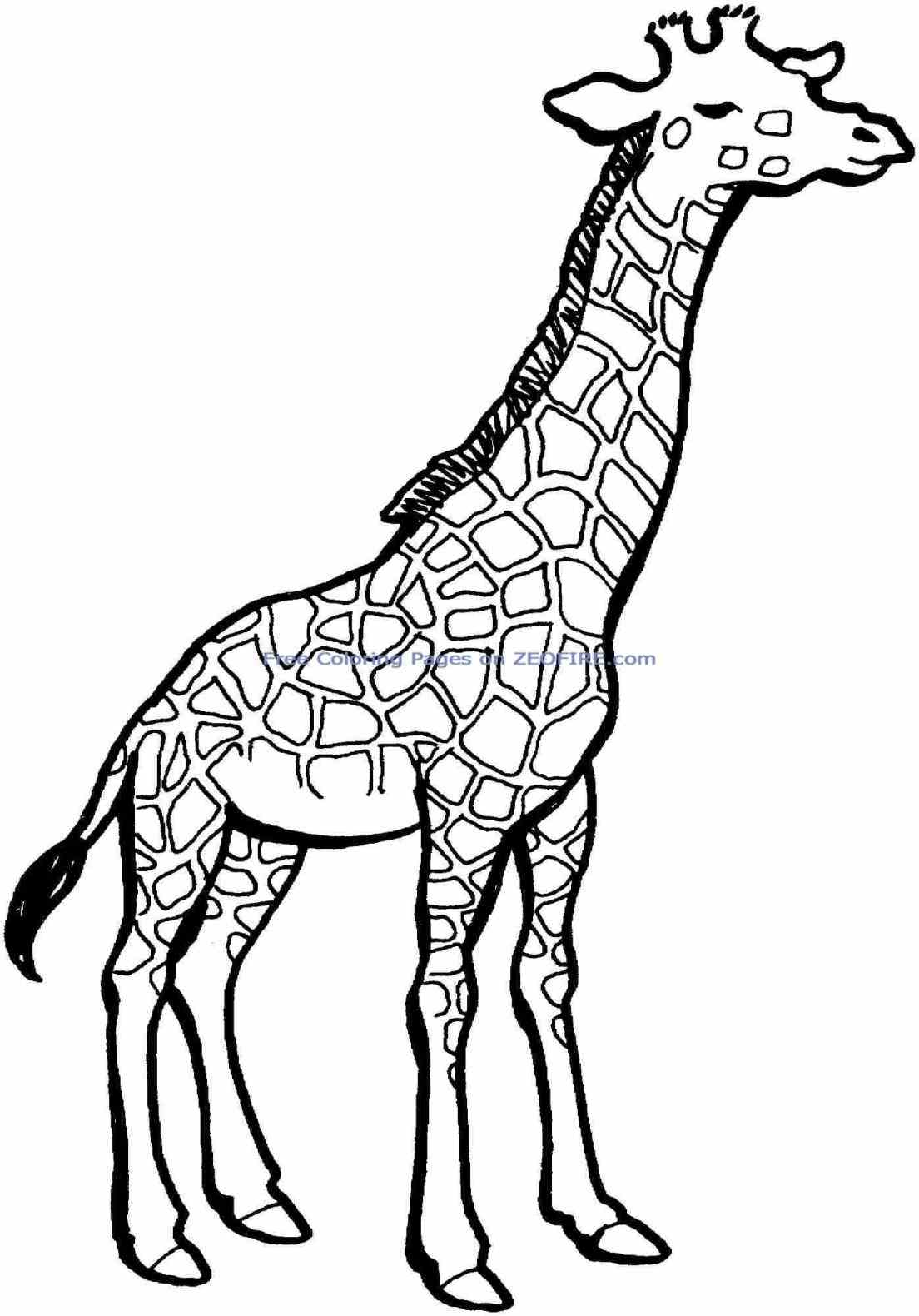 Coloring Pages Animals For Adults | Free download on ClipArtMag