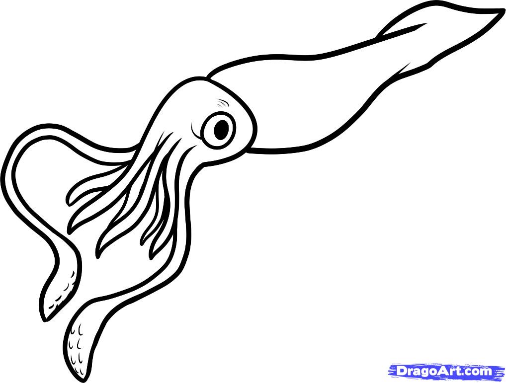 1018x771 Realistic Clipart Squid