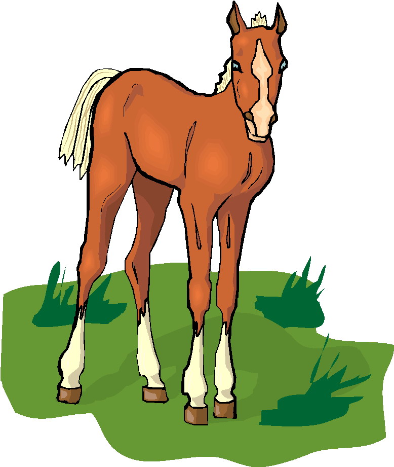 778x921 Graphics For Baby Horse Clip Art Graphics