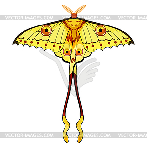 300x300 Madagascar Comet Moth Moon