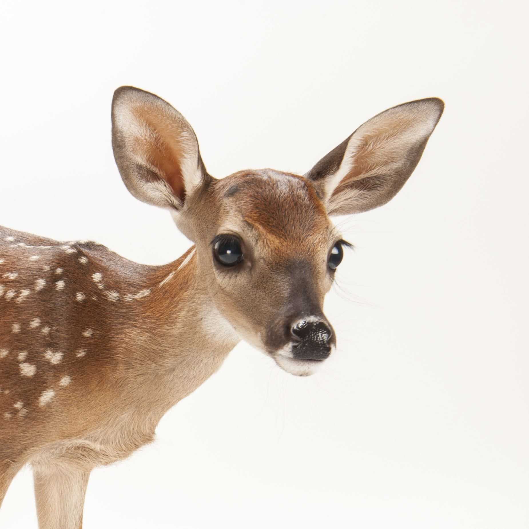 1850x1850 Backgrounds Of White Tailed Deer National Pictures A Full Hd Pics