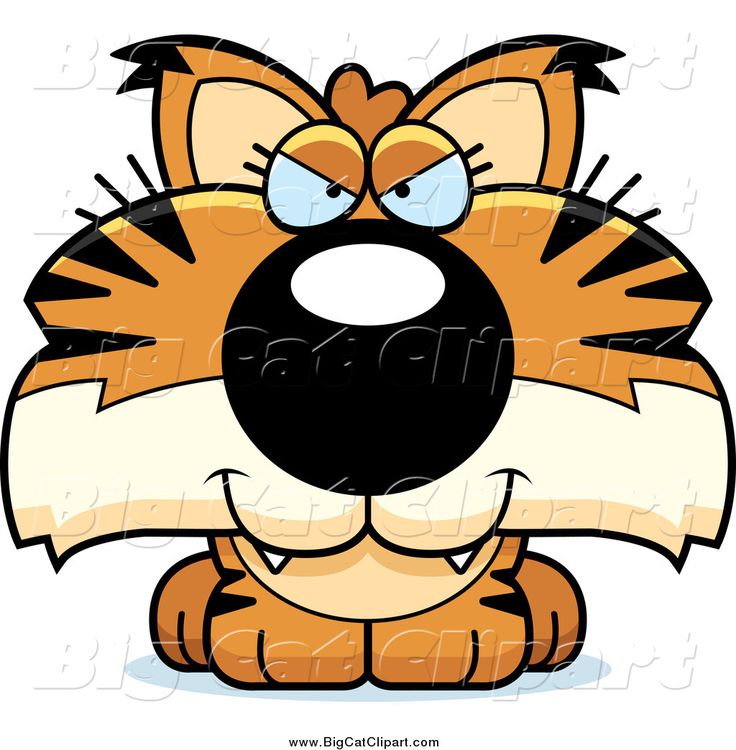 736x750 Bobcat Clipart Cool Cat