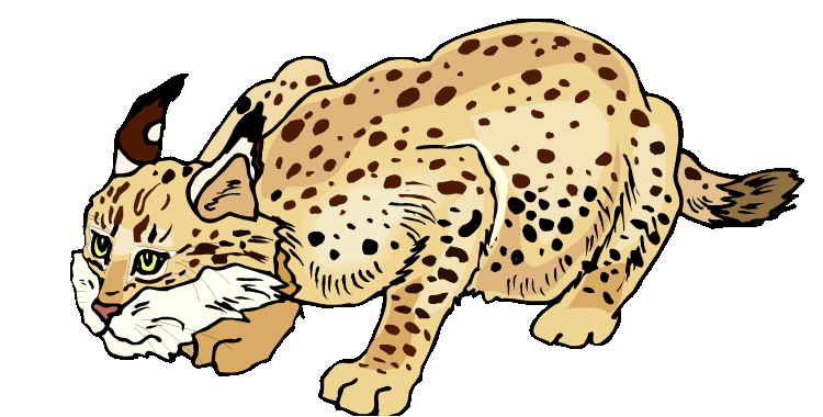 750x380 Bobcat Clipart Cool Cat