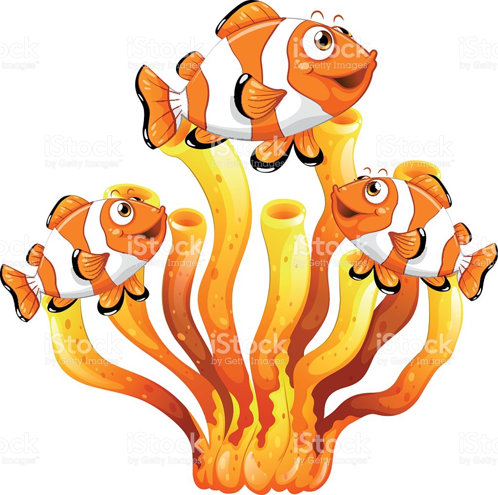 1024x1017 Clownfish Clipart Coral Reef Fish
