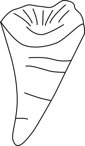 348x597 Coral Outline Clip Art