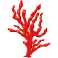 200x200 Coral Images Clip Art Clipart Collection