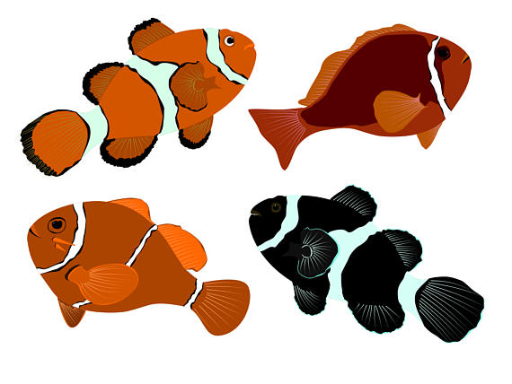 570x428 Clownfish Clipart, Instant Download, Fish Clip Art, Reef Fish