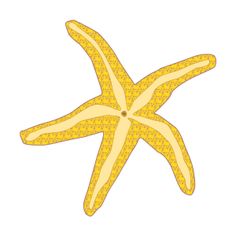 236x236 Illustration Starfish
