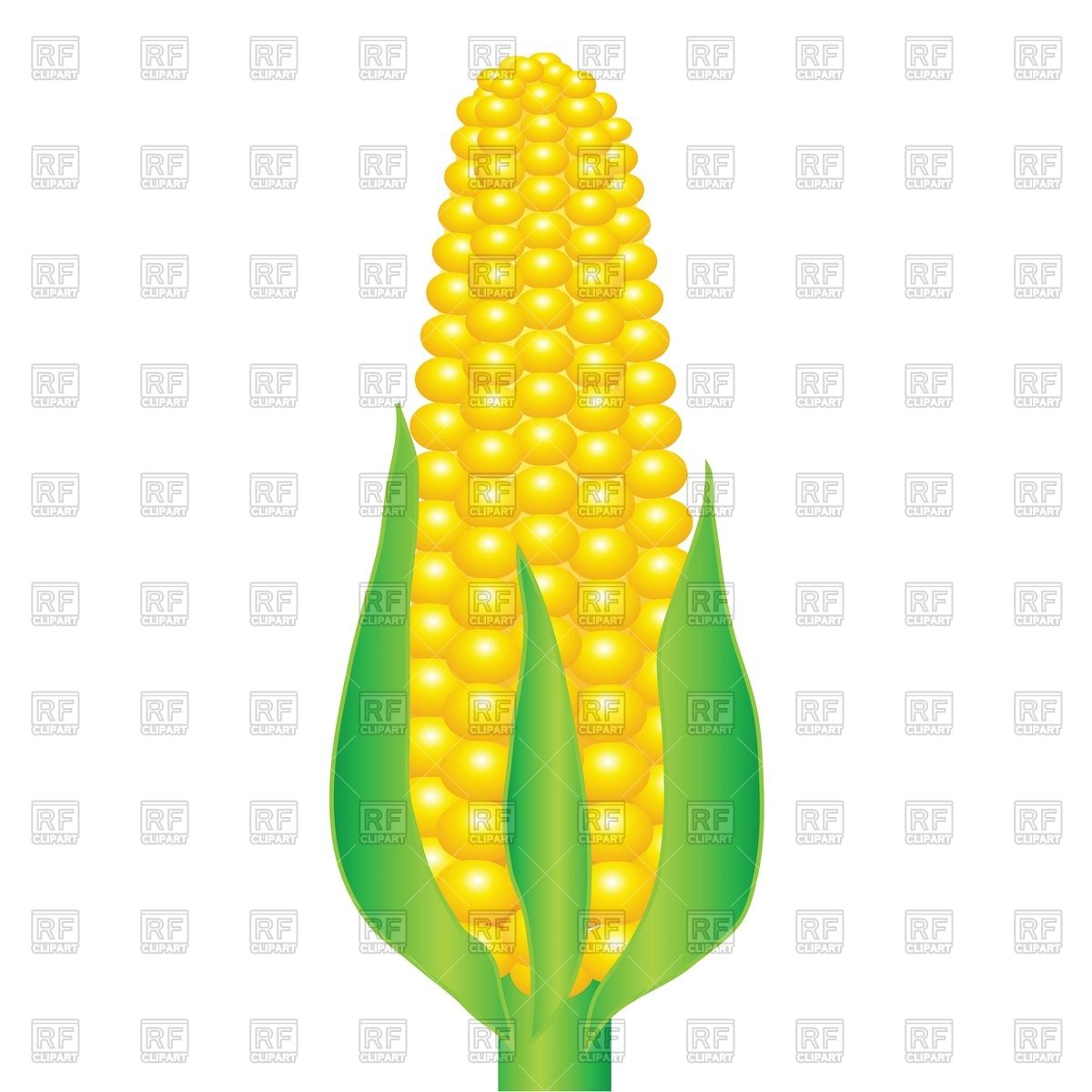 1200x1200 Corn (Maize) Royalty Free Vector Clip Art Image