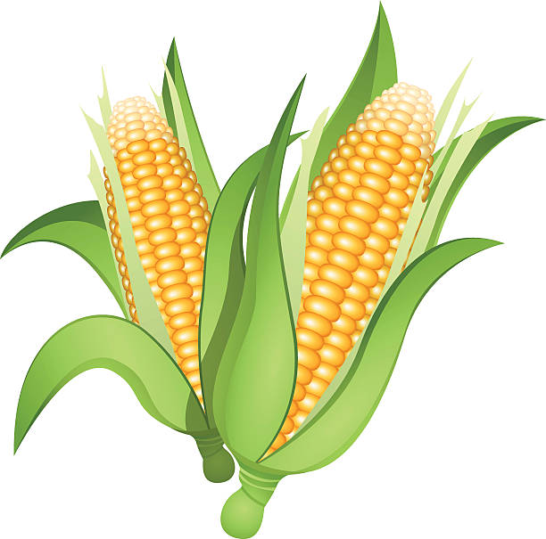 Corn Clipart | Free download on ClipArtMag