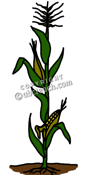 300x600 Graphics For Corn Stalks Clip Art Graphics