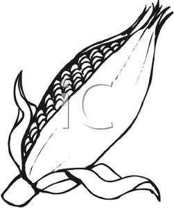 251x300 And White Ear Of Corn Clipart Picture