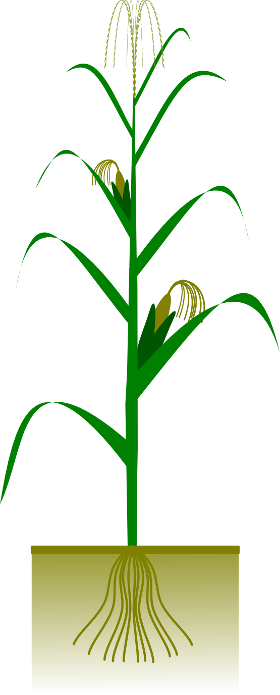 555x1377 Corn Clip Art Adiestradorescastro Clipart Clipartwiz