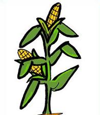 196x224 Corn Stalks Clipart