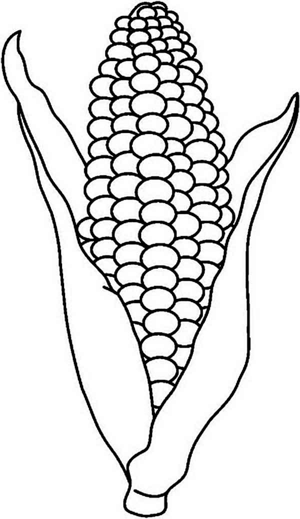 Corn Stalk Coloring Page Clipart