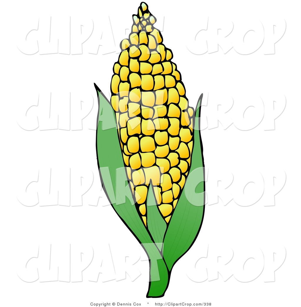 1024x1044 Cornfield Clipart Corn Husk