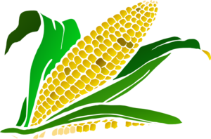 300x198 Corn Gradient Clip Art