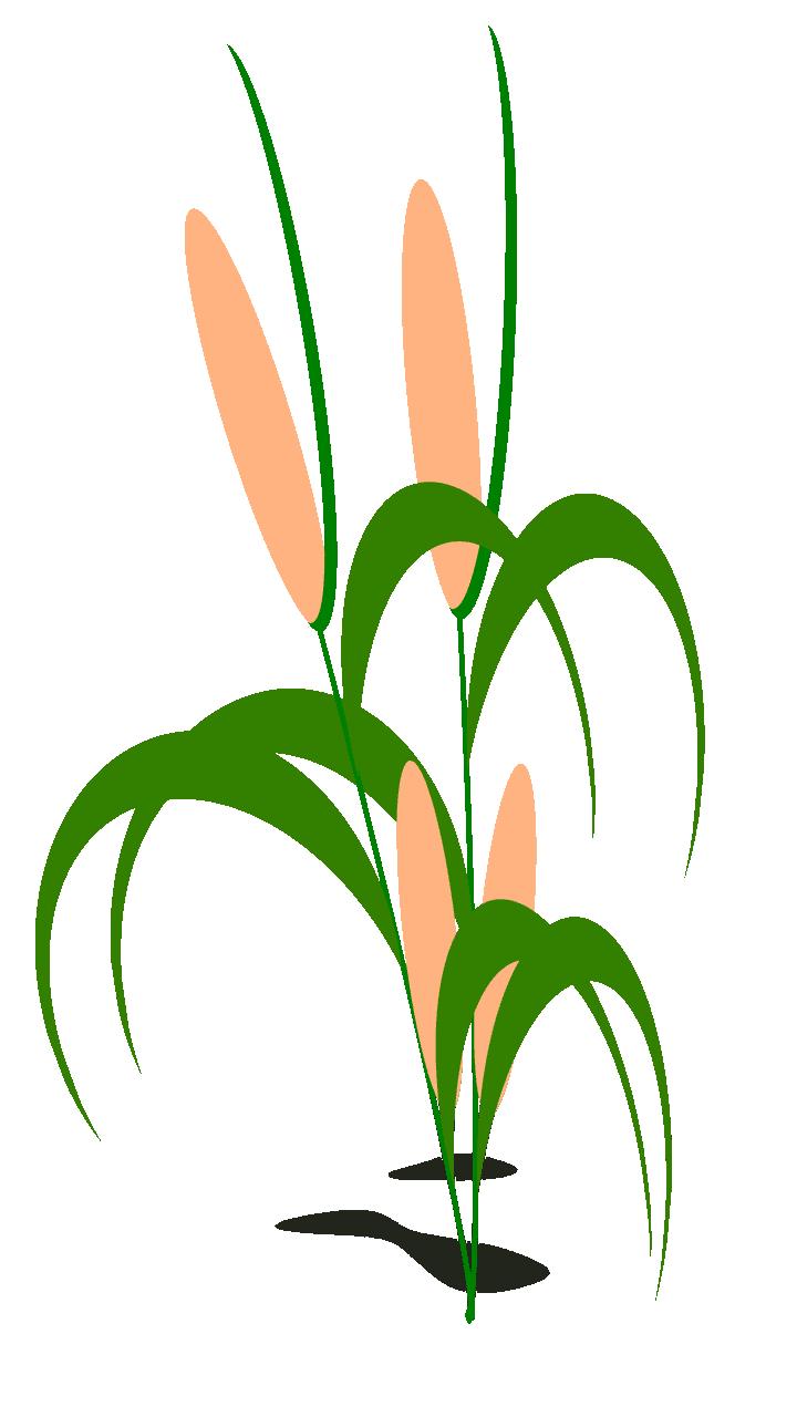 720x1280 15 Surprising Corn Clipart For Free