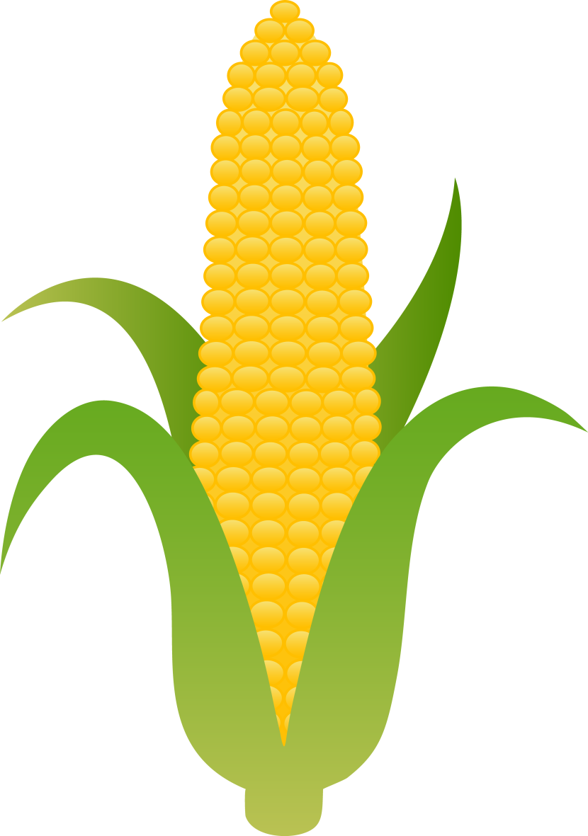 830x1181 Cornfield Clipart Cartoon