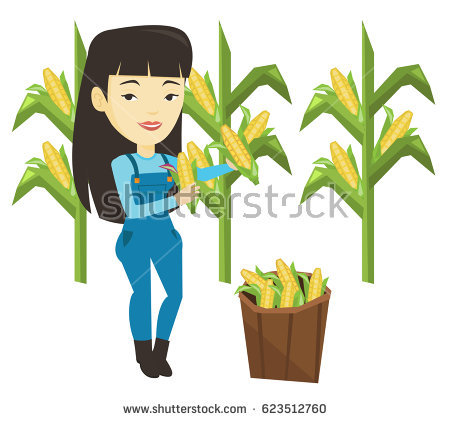 450x421 Cornfield Clipart Corn Cob