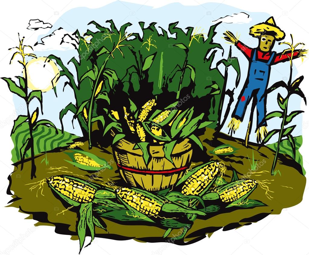 1023x842 Corn Crop Harvest Stock Vector Bigredlink
