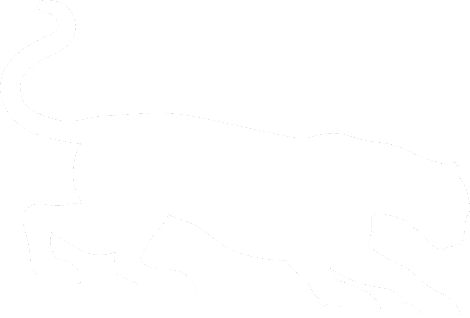 1608x1088 Cougar Clipart Tail