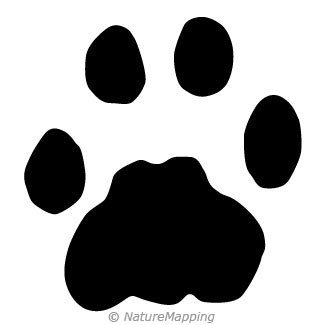 325x325 Cougar Facts