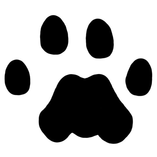 540x540 54 Best Cougar Images Drawings, Earth And Paintings