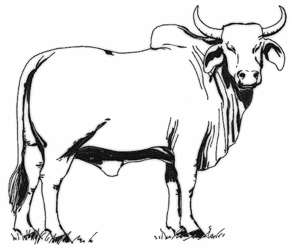600x509 Gallery For Free Black And White Cow Clip Art Clipartcow