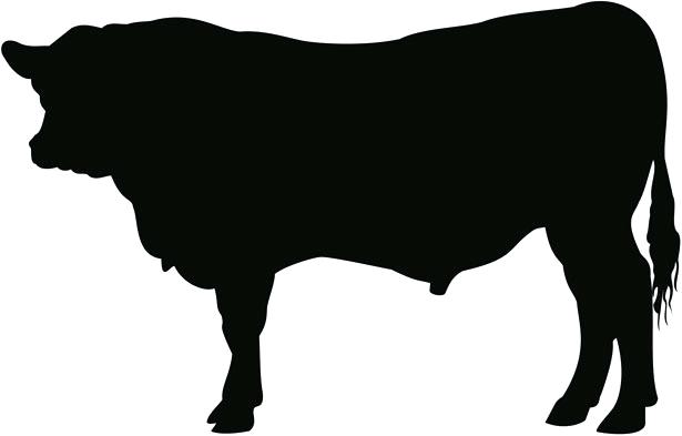 615x393 Cow Clipart Pin Cow Stencil 1 Clipart Bible Woman Memocards.co