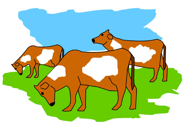 600x407 Cow Clipart Herd Cattle
