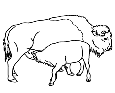 400x322 Buffalo Head Coloring Page Image Clipart Images