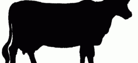 272x125 Cow Silhouette Cattle Silhouette Clipart Kid