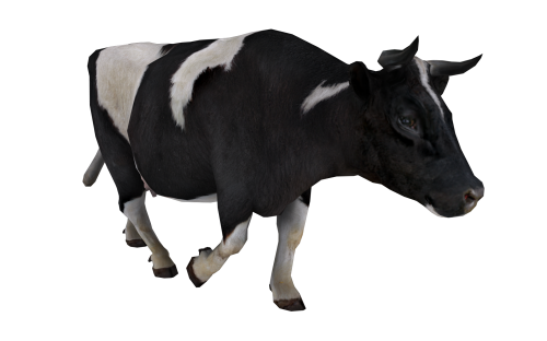 500x312 Cow Seven Isolated Stock Photo By