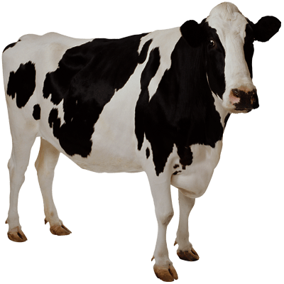 400x400 Cow Transparent Background Image